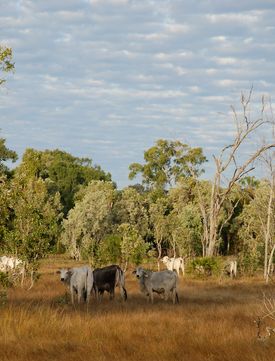 Healthcare in Regional and Remote Queensland
