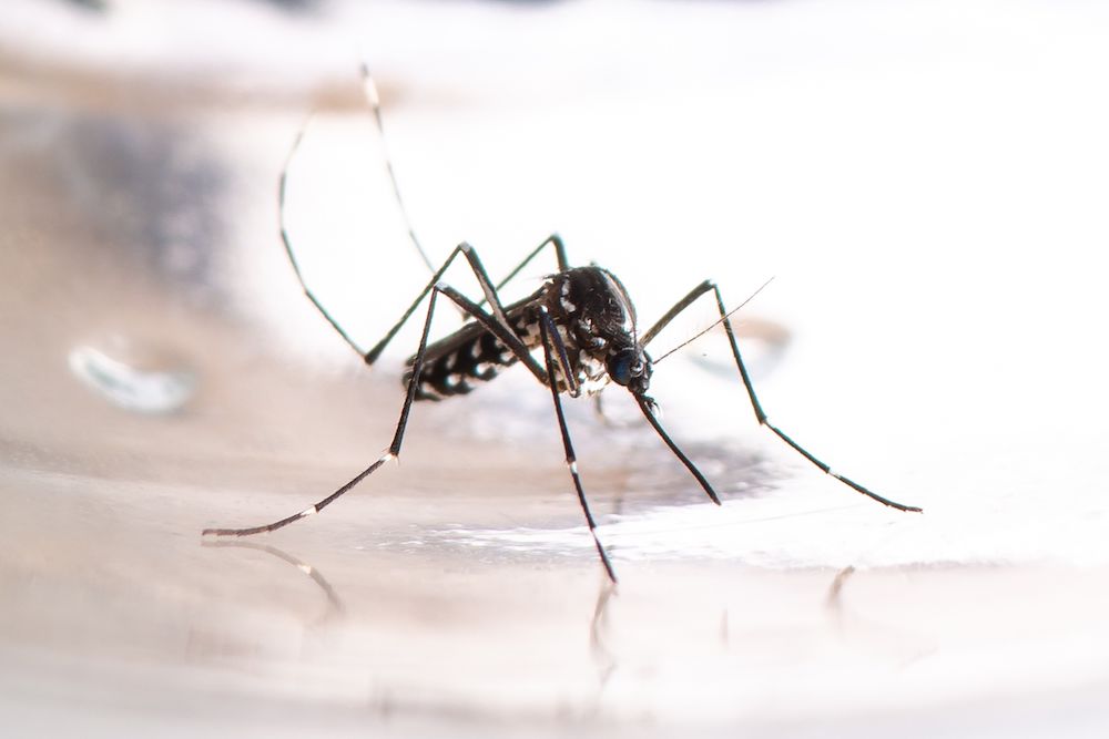 Asian tiger mosquito, Aedes albopictus. Dengue, zika, chikungunya fever vector close-up. Black and white mosquito.