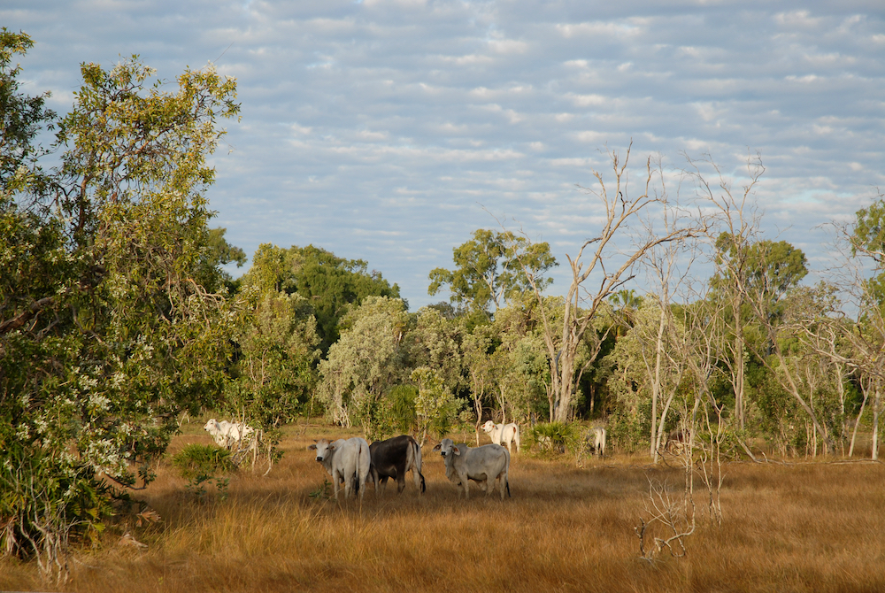 regional and remote queensland communities farming Mount Isa